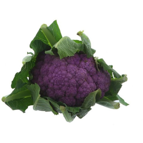 CHOU FLEUR VIOLET 6PCS